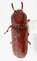 Corticeus substriatus - photo 2