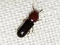 Corticeus thoracicus - photo 3