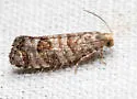 Corticivora clarki - Hodges#3446