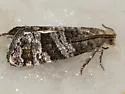 Corticivora clarki - Hodges#3446 - photo 2