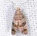 Corticivora clarki - Hodges#3446 - photo 3