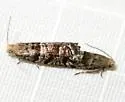 Corticivora clarki - Hodges#3446 - photo 4