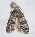 Corticivora clarki - Hodges#3446 - photo 5