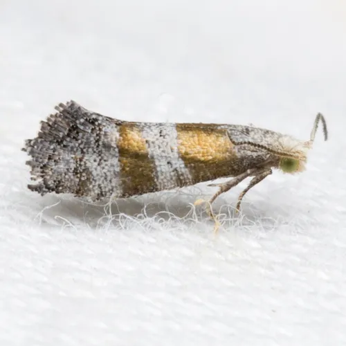 Corticivora parva - Hodges#3446.2 - Corticivora parva