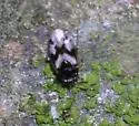 Corticoris signatus