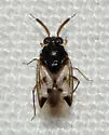 Corticoris signatus - photo 2