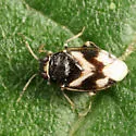 Corticoris signatus - photo 3