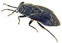 Corticoris unicolor