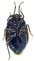 Corticoris unicolor - photo 2