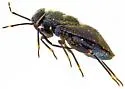 Corticoris unicolor - photo 4