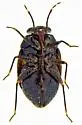 Corticoris unicolor - photo 5