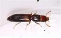 Corticotomus cylindricus