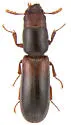 Corticotomus cylindricus - photo 2