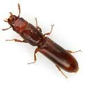 Corticotomus cylindricus - photo 3