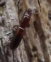 Corticotomus cylindricus - photo 4