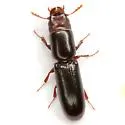Corticotomus cylindricus - photo 5