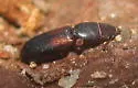 Corticotomus depressus - photo 4