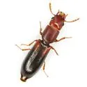 Corticotomus parallelus - photo 2