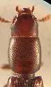 Corticotomus parallelus - photo 4