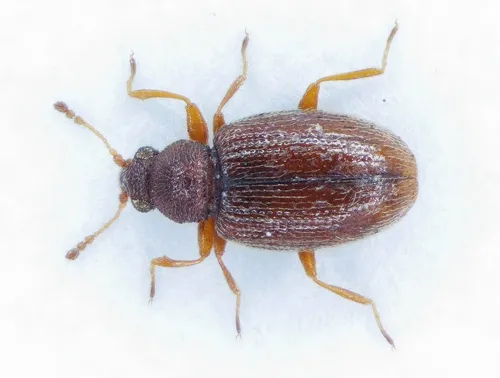 Cortinicara gibbosa