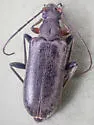Cortodera coniferae