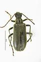 Cortodera coniferae - photo 4