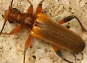 Cortodera cubitalis