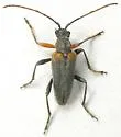 Cortodera cubitalis - photo 4