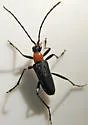 Cortodera falsa
