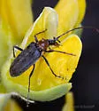 Cortodera falsa - photo 4