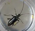 Cortodera impunctata - photo 2