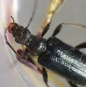 Cortodera impunctata - photo 3
