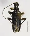 Cortodera impunctata - photo 4