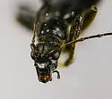 Cortodera impunctata - photo 5
