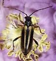 Cortodera longicornis