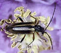 Cortodera longicornis - photo 2
