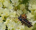 Cortodera longicornis - photo 3