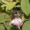 Cortodera longicornis - photo 4