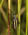 Cortodera longicornis - photo 5
