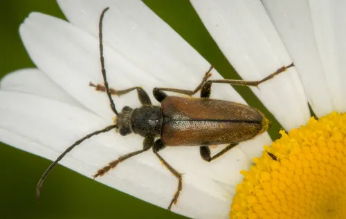 Cortodera militaris