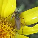 Cortodera stolida