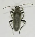 Cortodera subpilosa - photo 2