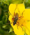 Cortodera subpilosa - photo 4