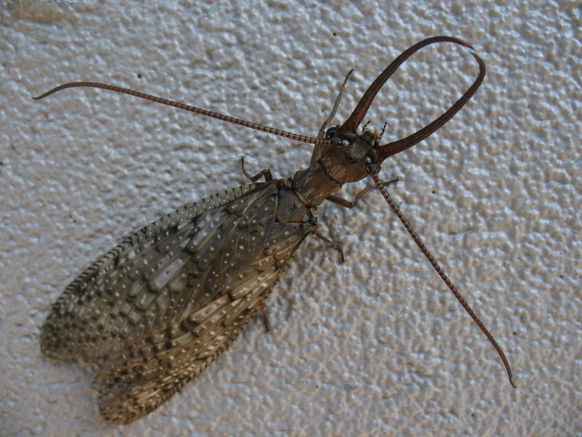 Dobsonflies and Fishflies - Corydalidae