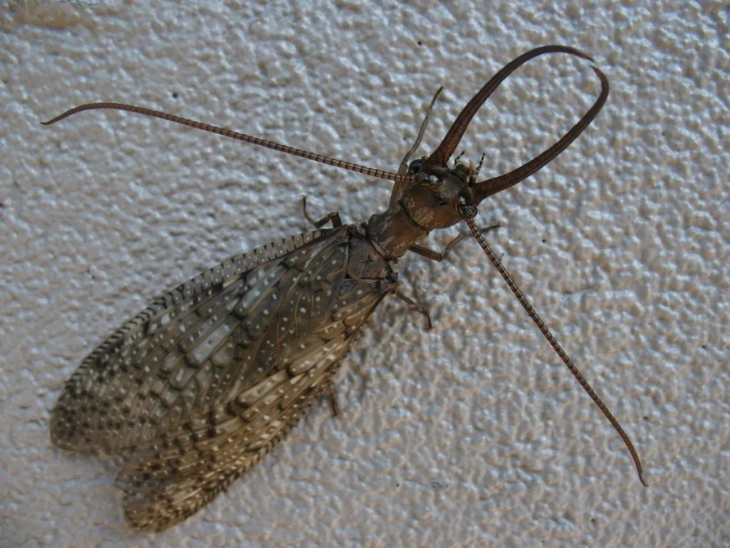 Dobsonflies and Fishflies - photo 2