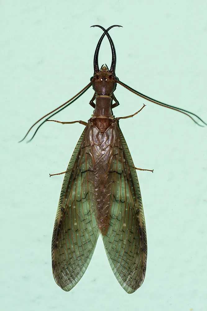 Corydalus armatus - photo 3