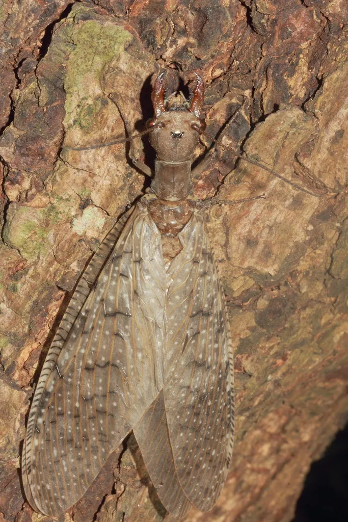 Corydalus luteus - photo 2