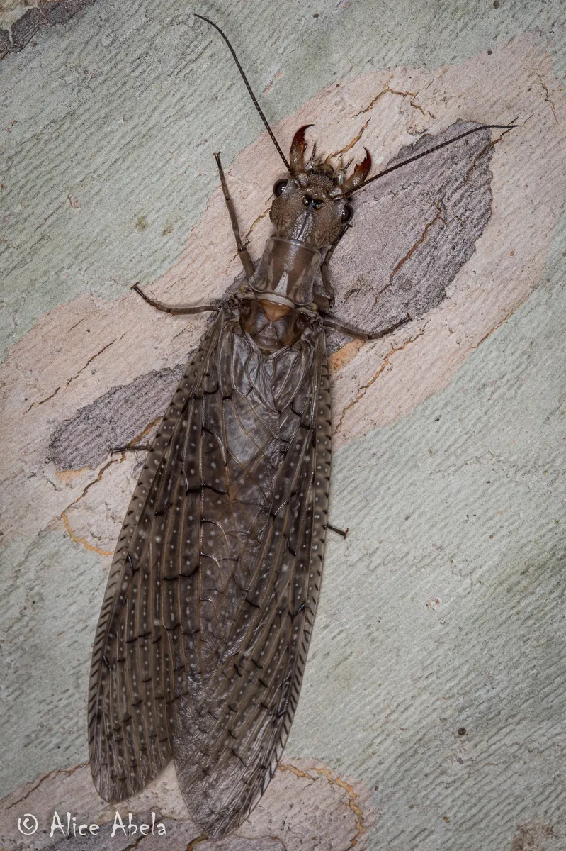Western Dobsonfly