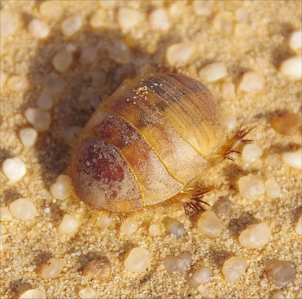 Sand Cockroaches - photo 2