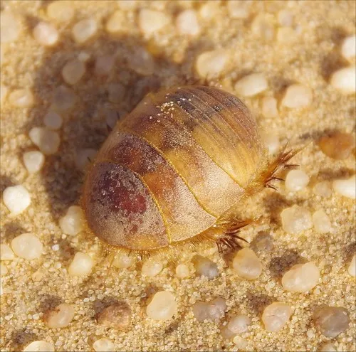 Sand Cockroaches - photo 3